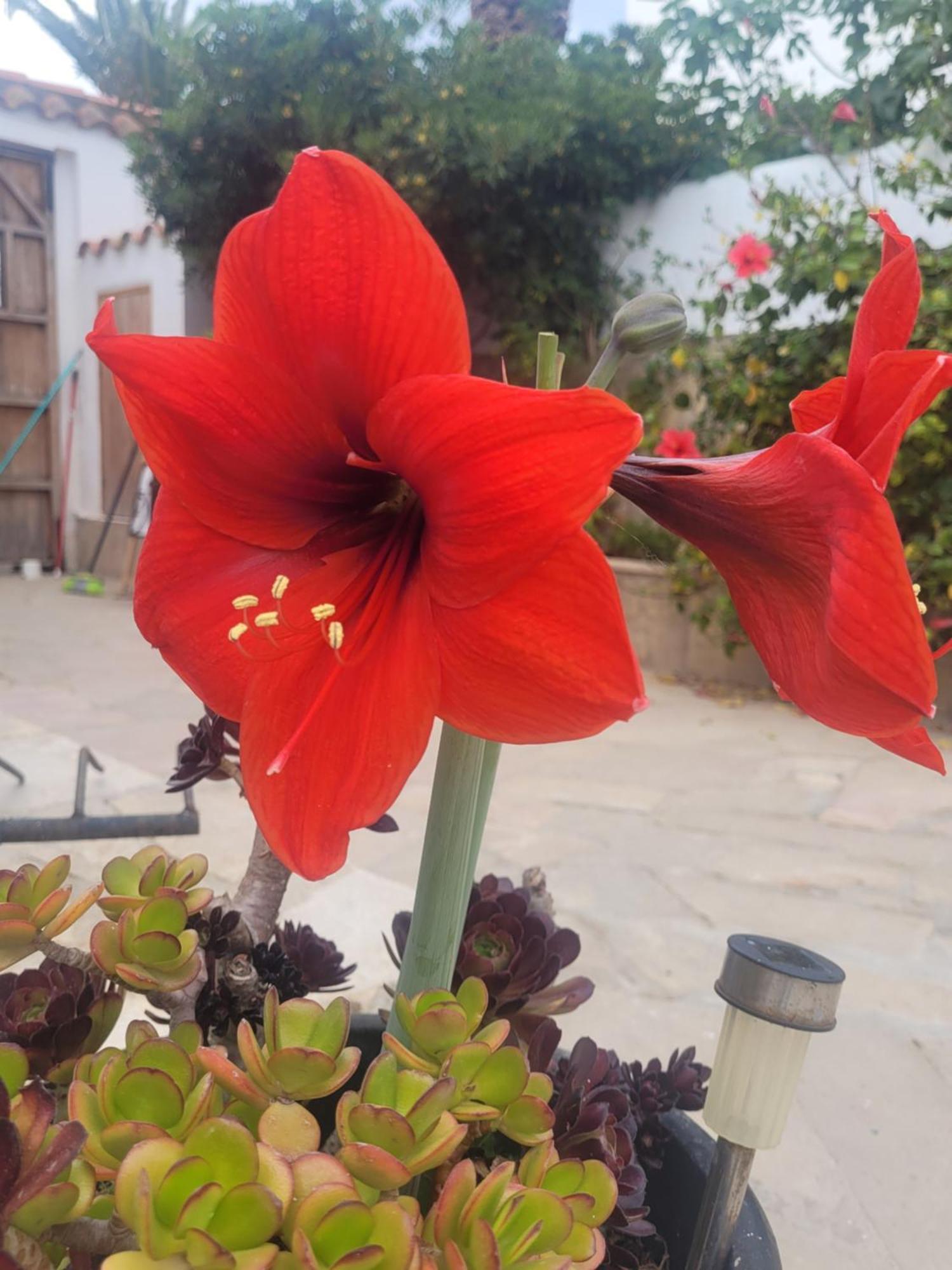 La Llar De Laura 2 Villa Amposta Luaran gambar